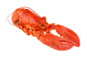 single cooked red lobster isolated on white background