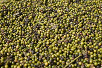 Black Pepper Plantation