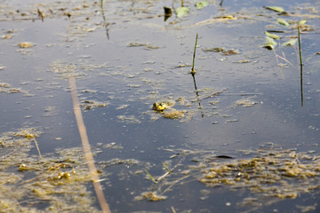 green frog floating in the water