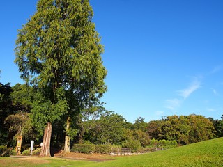 芝生広場のメタセコイアの木