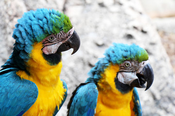 Pair of blue-and-gold macaws perching