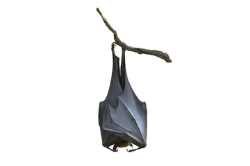 Bat hanging upside down from tree branches isolated on white background