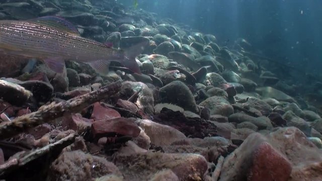 Trout fish underwater in stream of water of Lena River in Siberia of Russia. Inhabitants of Salmo in wild on background of clean and transparent water. Unique relaxation video about nature.