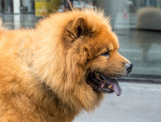 Chow chow Dog