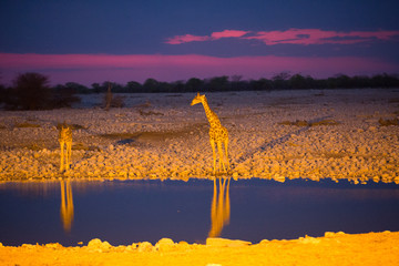 giraffe in africa looking for food