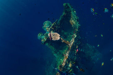 Beautiful underwater world with corals and tropical fish. USS Liberty Wreck, Bali