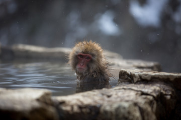 macaque monkey in a bath in japan