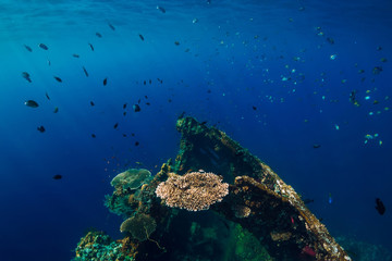 Beautiful underwater world with corals and tropical fish. USS Liberty