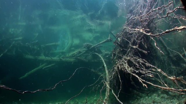 Tree roots underwater in sunlight in water of Lena River in Siberia of Russia. Unique relaxation video about nature.