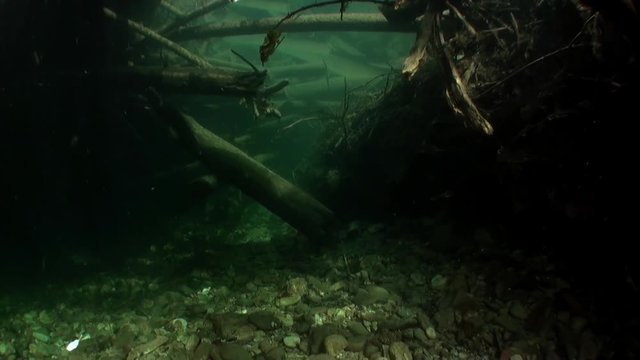 Tree roots underwater in sunlight in water of Lena River in Siberia of Russia. Unique relaxation video about nature.