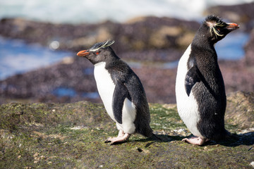 penguin in the arctic