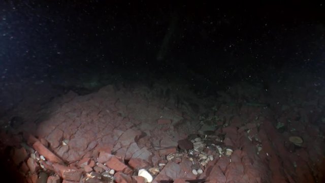 Trout fishing underwater in stream of water of Lena River in Siberia of Russia. Inhabitants of Salmo in wild on background of clean and transparent water. Unique relaxation video about nature.