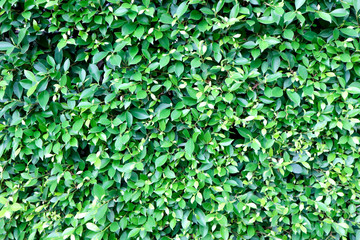 banyan tree or Ficus annulata or ficus bengalensis