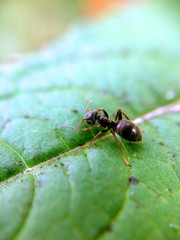 Ant sitting on the zoomed green leaf with blurred edges