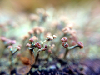 Lichen close-up background with beautiful macro plant leaves