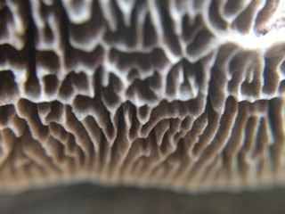 Defocused small white mushroom plates macro photo in the natural forest
