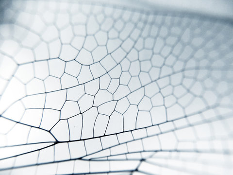 Dragonfly wing close up background with zoomed transparent lattice