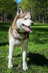 Closeup outdoor portrait of a white and brown siberian husky dog 