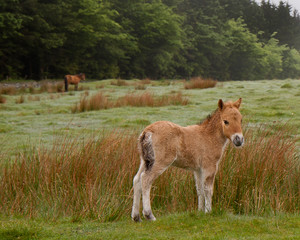 Naklejka na ściany i meble Young Wild Dartmoor Pony
