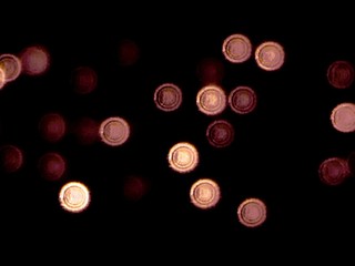 Bokeh Lights At Riverside Park, NYC