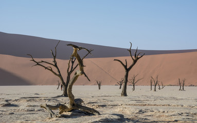 Deadvlei Tree