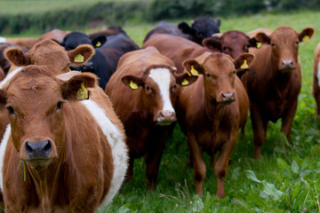 Beautiful brown Galloway cows looking curious and gentle
