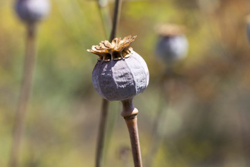 dark poppy flower