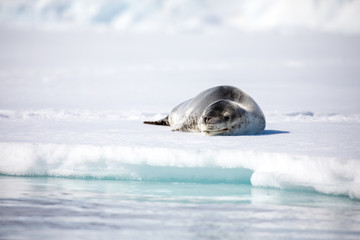 Fototapeta premium seal sitting on a rock