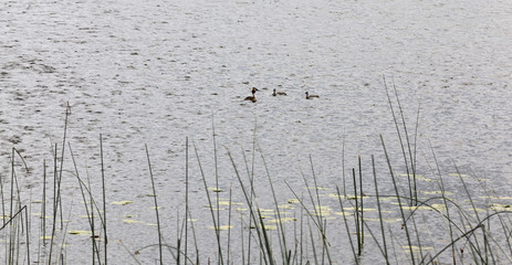 family of duck