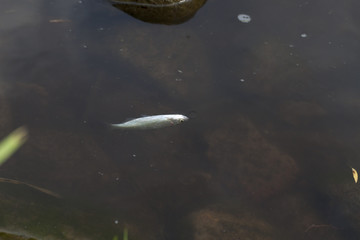small dead fish