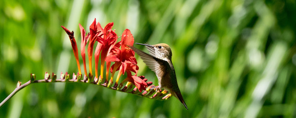 Rufous Hummingbird and red Crocosmia flowers  © leonw302
