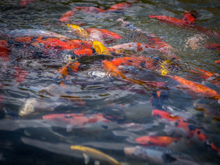 Obraz na płótnie Canvas Isolated Koi fish pond