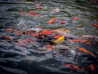 Isolated Koi fish pond