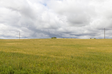 wheat field