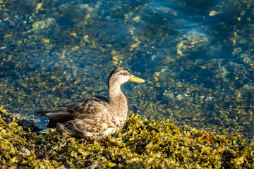 female duck resting on the river bank getting some sun