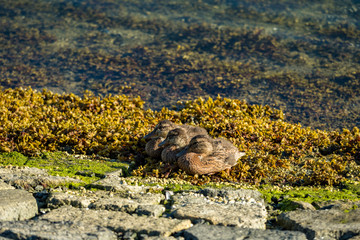 three ducklings lining up on the river bank getting some sun and rest