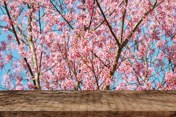 Naklejka na ściany i meble Empty top wooden table with Wild Himalayan Cherry (Prunus cerasoides), Sakura in Thailand for montage of your product