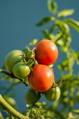 fresh rounded red and green tomatoes on the vein under the sun