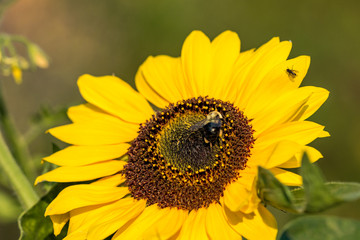 Obraz premium bumble bee pollinating on top of yellow sunflower under the sun