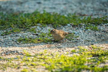 small sparrow searching for food on the gravel ground in the garden