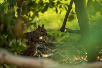 cute brown squirrel eating behind green bushes under the shade of trees