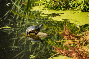 turtle sun tanning on floating wood inside pond