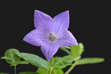 Japanese bellflower; Platycodon