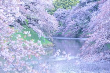 【千鳥ヶ淵・桜】湖面