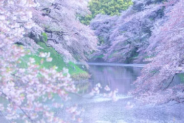 Afwasbaar Fotobehang Kersenbloesem 【千鳥ヶ淵・桜】湖面