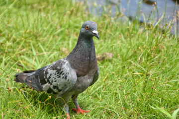 Pigeon on the lawn