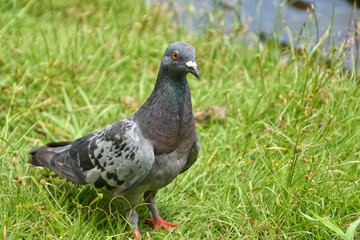 Fototapeta premium Pigeon on the lawn
