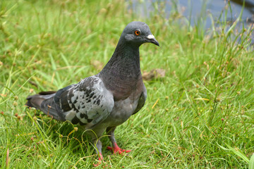 Pigeon on the lawn
