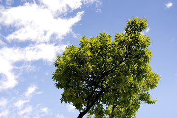 Tree under the sky