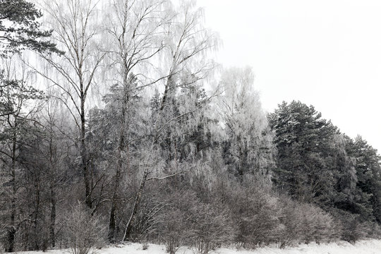 winter forest